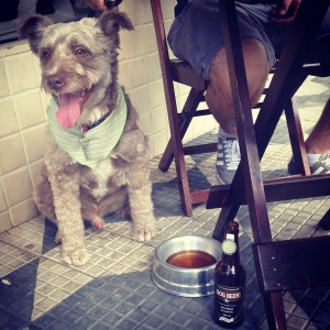 Toddy tomando sua Dog Beer